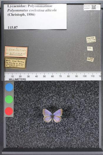 Media type: image;   Entomology 55417